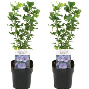 Plant in a Box - Hibiscus Syriacus 'Oiseau Blue' - Set van 2 - pot 17cm - hoogte 25-40cm - robuuste hibiscus - tuinplanten