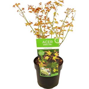 Plant in a Box - Acer palmatum 'Little Princess' - Japanse Esdoorn - Winterhard - Tuinplant - Pot 19cm - Hoogte 45-55cm