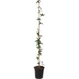 Passiflora 'Caerulea' XL - Passiebloem - Klimplant - ⌀17 cm - Hoogte 110-120 cm Passiflora XL Caerulea