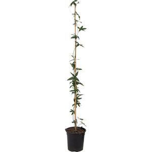 Passiflora'Caerulea'XL - Passiebloem - Klimplant -⌀17 cm - Hoogte 110-120 cm