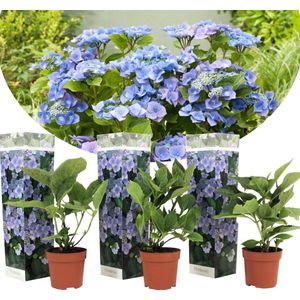 Plant in a Box - Hortensia Teller - Set van 3 - Blauw - Tuinhortensia - Pot 9cm - Hoogte 25-40cm