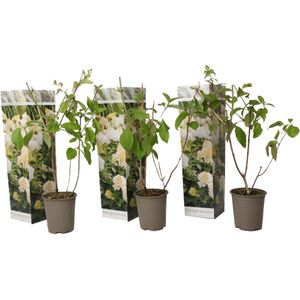 Plant in a Box - Hortensia Paniculata 'Phantom' - Pluimhortensia - Hydrangea - Wit groene bloem - Set van 3 - Winterharde hortensia - Pot 9cm - Hoogte 25-40cm