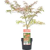 Acer palmatum 'Shirazz' - Japanse Esdoorn - Pot 19cm - Hoogte 50-60cm Acer P19 Shirazz