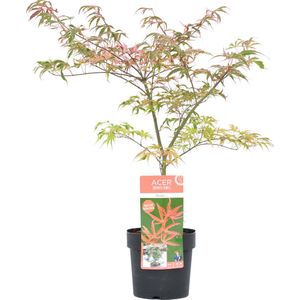 Plant in a Box - Acer palmatum 'Shirazz' - Japanse Esdoorn - Winterhard - Tuinplant - Pot 19cm - Hoogte 50-60cm