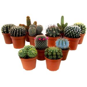 Mix cactus - Set van 12 - Cactus - Hoogte 5-10cm -⌀5,5cm