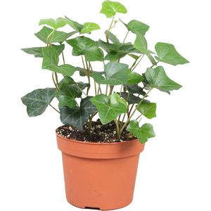 Hedera Hibernica ↨ 15cm - hoge kwaliteit planten