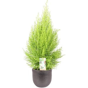 Cupressus macrocarpa 'Goldcrest Wilma' in sierpot Mira (zwart) ↨ 80cm - hoge kwaliteit planten