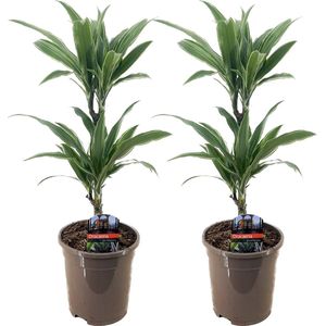 Plant in a Box - Dracaena deremensis 'Compacta' - Set van 2 - Kamerplanten - Potmaat 17 cm - Hoogte 50-65 cm
