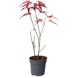 Plant in a Box - Japanse esdoorn - Acer palmatum 'Atropurpureum' - Hoogte 25-40cm - Potmaat 10,5cm - boom - rood