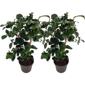 Plant in a Box - Camellia japonica Lady Campbell - Japanse roos - set van 2 - Camellia plant winterhard - Pot 15cm - Hoogte 50-60cm