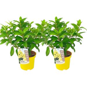 Plant in a Box - Hydrangea paniculata Candlelight - Set van 2 - Hortensia - Winterhard - Pot 19cm - Hoogte 25-40cm