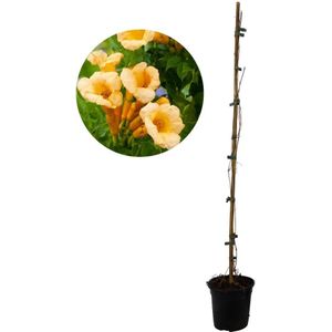 Campsis 'Flava' XL - Tuinplant - Klimplant - 17 cm - Hoogte 110 cm Campsis XL Flava