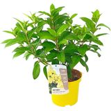 Hydrangea paniculata Candlelight - Hortensia - Pot 19cm - Hoogte 25-40cm Hydr. Candlelight P19
