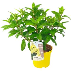Plant in a Box - Hydrangea paniculata Candlelight - Hortensia - Winterhard - Pot 19cm - Hoogte 25-40cm