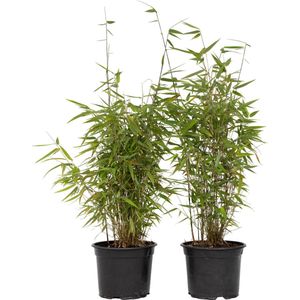 Bamboe - Set van 4 - Fargesia nitida'Red Dragon'- Hoogte 60-80cm -⌀17cm