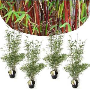 Plant in a Box - Fargesia nitida 'Red Dragon' - Set van 4 - Niet woekerende bamboe met rode stelen - Winterhard en groenblijvend - Pot 17cm - Hoogte 60-80cm