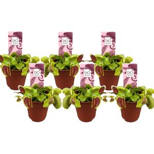 Plant in a Box - Dionaea Muscipula - Vleesetende plant - Set van 6 - Venus Vliegenvanger - Kamerplant - Pot 5,5cm - Hoogte 5-10cm