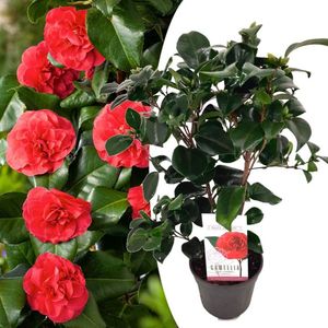 Camellia japonica 'Lady Campbell' - Roos - Pot 15cm - Hoogte 50-60cm Camellia Lady Campbell P15