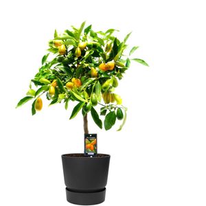 Citrus Kumquat Gigante in ELHO outdoor sierpot Greenville Rond (zwart)