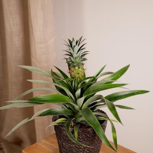 Ananas comosus duo  sierplant hoogte ø12cm ↕45cm  2 planten