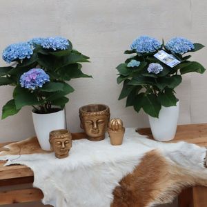 Hydrangea  magical duo  blauw  + gratis pot ø12cm ↕45cm 2 planten