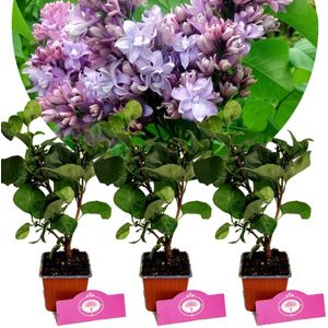 Set van 3 Seringen - Syringa vulgaris 'Nadezhda' - 'Hope'- Hoogte 25cm - 9cm pot