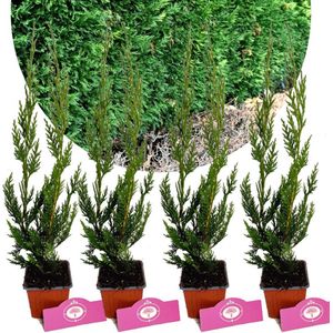 Set Van 4 haagconiferen - Cupressocyparis leylandii – Hoogte 30cm - 9cm pot