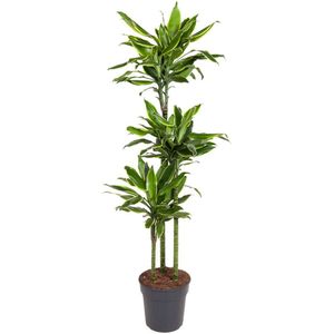 Goed & Groen - Dracaena Gold Coast - Drakenbloedboom - XL -↨ 160cm - Potmaat 24 - Exclusieve Kwaliteit Planten - Kamer Plant - Kamerplanten - Sfeer - Interieur