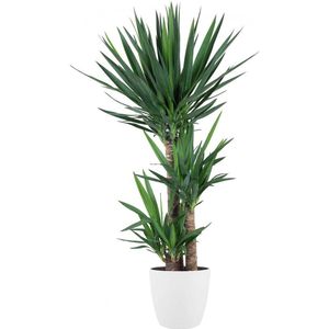 Goed & Groen - Yucca Elephantipes (in ELHO Brussels Rond Wit) - Stevige kamerpalm - Palmlelie - XL -↨ 140cm - Potmaat 27 - Exclusieve Kwaliteit Planten - Kamer Plant - Kamerplanten - Sfeer - Interieur