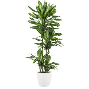 Goed & Groen - Dracaena Cintho (in ELHO Brussels Rond Wit) - Drakenbloedboom - XL -↨ 150cm - Potmaat 27 - Exclusieve Kwaliteit Planten - Kamer Plant - Kamerplanten - Sfeer - Interieur