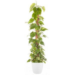 Goed & Groen - Epipremnum Pinnatum (mosstok) (in ELHO Brussels Rond Wit) - Scindapsus - XL -↨ 150cm - Potmaat 27 - Exclusieve Kwaliteit Planten - Kamer Plant - Kamerplanten - Sfeer - Interieur