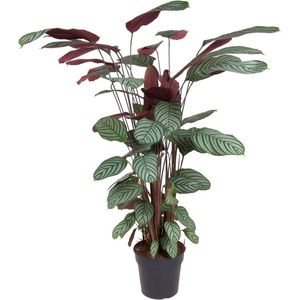 Goed & Groen - Calathea Oppenheimiana - XL -↨ 130cm - Potmaat 27 - Exclusieve Kwaliteit Planten - Kamer Plant - Kamerplanten - Sfeer - Interieur
