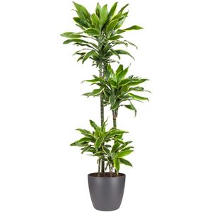 Goed & Groen - Dracaena Gold Coast (in ELHO Brussels Rond Antraciet) - Drakenbloedboom - XL -↨ 140cm - Potmaat 27 - Exclusieve Kwaliteit Planten - Kamer Plant - Kamerplanten - Sfeer - Interieur