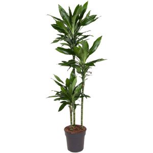 Goed & Groen - Dracaena Janet Lind - Drakenbloedboom - XL -↨ 160cm - Potmaat 24 - Exclusieve Kwaliteit Planten - Kamer Plant - Kamerplanten - Sfeer - Interieur