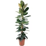 Goed & Groen - Ficus Elastica Robusta - Rubberboom - XL -↨ 170cm - Potmaat 27 - Exclusieve Kwaliteit Planten - Kamer Plant - Kamerplanten - Sfeer - Interieur