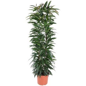 Goed & Groen - Ficus Alii King (zuil) - Rubberboom - XL -↨ 150cm - Potmaat 29 - Exclusieve Kwaliteit Planten - Kamer Plant - Kamerplanten - Sfeer - Interieur