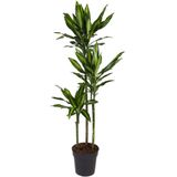 Goed & Groen - Dracaena Cintho - Drakenbloedboom - XL -↨ 150cm - Potmaat 24 - Exclusieve Kwaliteit Planten - Kamer Plant - Kamerplanten - Sfeer - Interieur