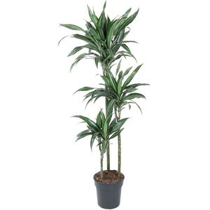 Goed & Groen - Dracaena Ulises - Drakenbloedboom - XL -↨ 150cm - Potmaat 24 - Exclusieve Kwaliteit Planten - Kamer Plant - Kamerplanten - Sfeer - Interieur