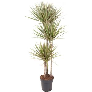 Goed & Groen - Dracaena Bicolor - Drakenbloedboom - XL -↨ 150cm - Potmaat 24 - Exclusieve Kwaliteit Planten - Kamer Plant - Kamerplanten - Sfeer - Interieur