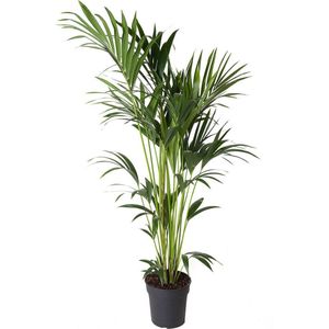 Goed & Groen - Howea Forsteriana (kentia) - Kentia Palm - XL -↨ 150cm - Potmaat 24 - Exclusieve Kwaliteit Planten - Kamer Plant - Kamerplanten - Sfeer - Interieur