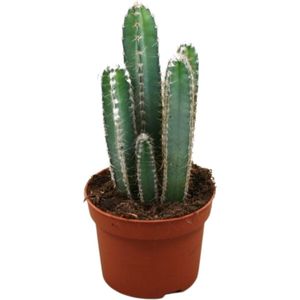 Goed & Groen - Cereus forbesii -↨ 17cm - Potmaat 12 - Kwaliteit Planten - Kamer Plant - Kamerplanten - Sfeer