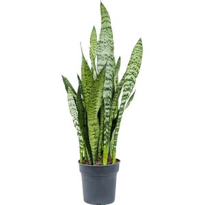 Goed & Groen - Sansevieria Zeylanica -↨ 70cm - Potmaat 21 - Kwaliteit Planten - Kamer Plant - Kamerplanten - Sfeer