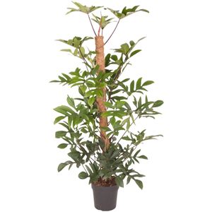 Goed & Groen - Philodendron Pedatum (met mosstok) - XL -↨ 150cm - Potmaat 27 - Exclusieve Kwaliteit Planten - Kamer Plant - Kamerplanten - Sfeer - Interieur