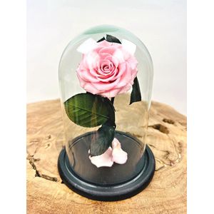 Longlife Roos ‘roze’ klein in stolp | Eeuwige Roos | Perfect voor ieder interieur | Een fantastische gift om jouw geliefde mee te verrassen