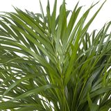 Goed & Groen - Areca / Dypsis Palm - ↨ 90cm - Potmaat 21 - Kwaliteit Planten - Kamer Plant - Kamerplanten - Sfeer