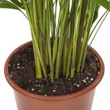 Goed & Groen - Areca / Dypsis Palm - ↨ 90cm - Potmaat 21 - Kwaliteit Planten - Kamer Plant - Kamerplanten - Sfeer