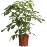 Goed & Groen - Schefflera Amate - Vingersboom - ↨ 100cm - Potmaat 30 - Exclusieve Kwaliteit Planten - Kamer Plant - Kamerplanten - Sfeer - Interieur
