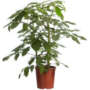 Goed & Groen - Schefflera Amate - Vingersboom - ↨ 100cm - Potmaat 30 - Exclusieve Kwaliteit Planten - Kamer Plant - Kamerplanten - Sfeer - Interieur