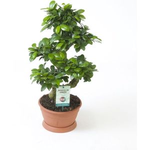 Goed & Groen - Ficus microcarpa Ginseng (S-type) - ↨ 60cm - Potmaat 22 - Exclusieve Kwaliteit Planten - Kamer Plant - Kamerplanten - Sfeer - Interieur