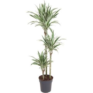 Goed & Groen - Dracaena White Stripe - Drakenboom - XL -↨ 150cm - Potmaat 24 - Exclusieve Kwaliteit Planten - Kamer Plant - Kamerplanten - Sfeer - Interieur
